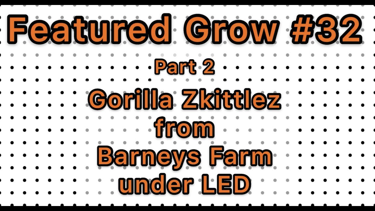 FEATURED GROW #32: Part 2 - Beg. of Flower: GORILLA ZKITTLEZ 🦍🍬 from Barneys Farm grown under LED