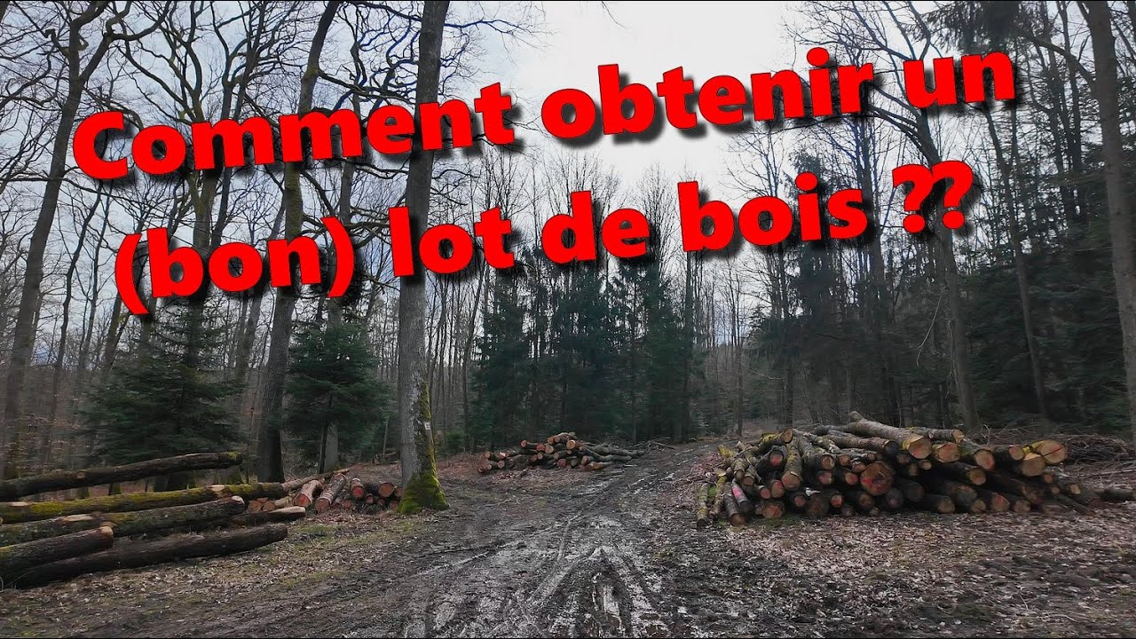 [EN MODE BUCHERON] COMMENT obtenir un lot de bois de chauffage 🪓🌳🪚🌲