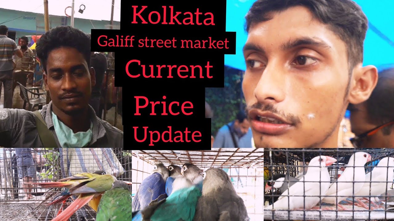 GALIFF STREET PET MARKET IN KOLKATA/CURRENT PRICE UPDATE/SHYAMBAZAR HAT/KOLKATA/INDIA......