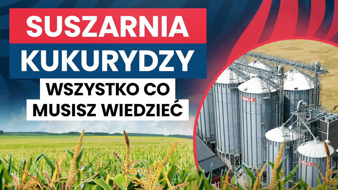 Ile kosztuje suszenie kukurydzy w 2026 roku? Jak zbudować suszarnię gazową?
