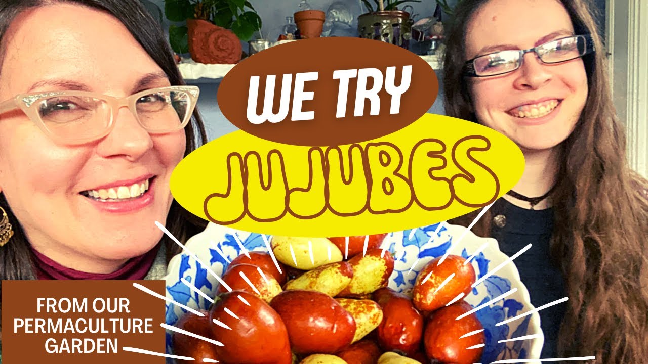Дегустация мармеладки (Ziziphus jujuba) из нашего сада
