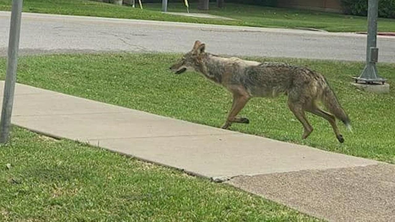 'It wasn't fearful': Neighbors recall seeing coyote after attack on 2-year-old