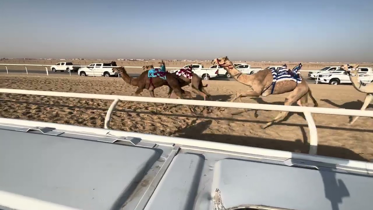 ١٩ لهابه ملك جابر سعيد بن قربان
