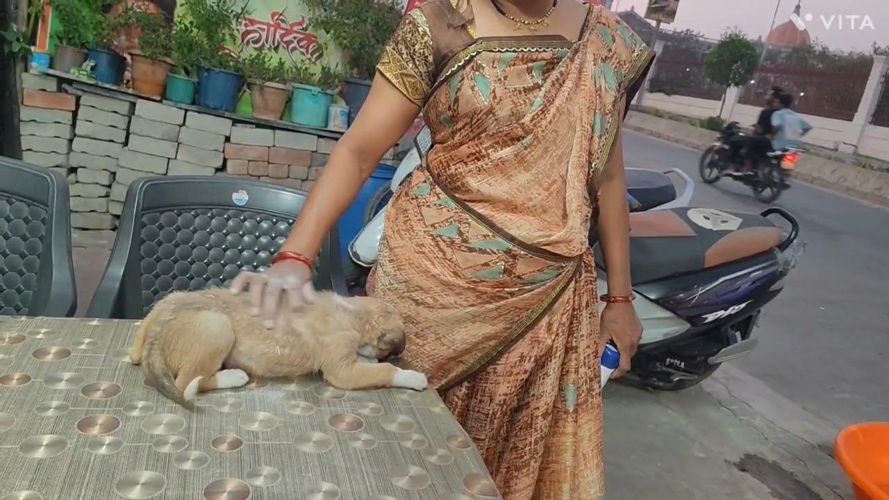 Symbiosis ka sheru 🐶🐕🧑🏻‍🎓🥺subscribe following #symbosis #dogsofinstagram #dogs #dogslove #dogshorts