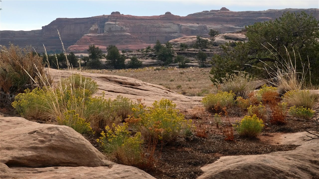 A Living Desert: Canyonlands Ecology