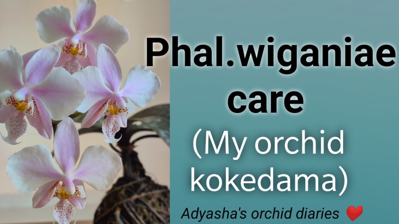 Phalaenopsis Wiganiae (phal.schilleriana* phal.stuartina) primary hybrid care / orchid kokedama