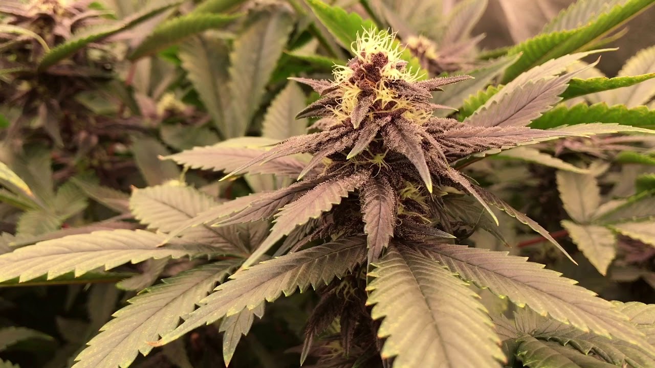 Mass Medical Strains - Overgrown Mother Plants,Week 4 Of Flowering