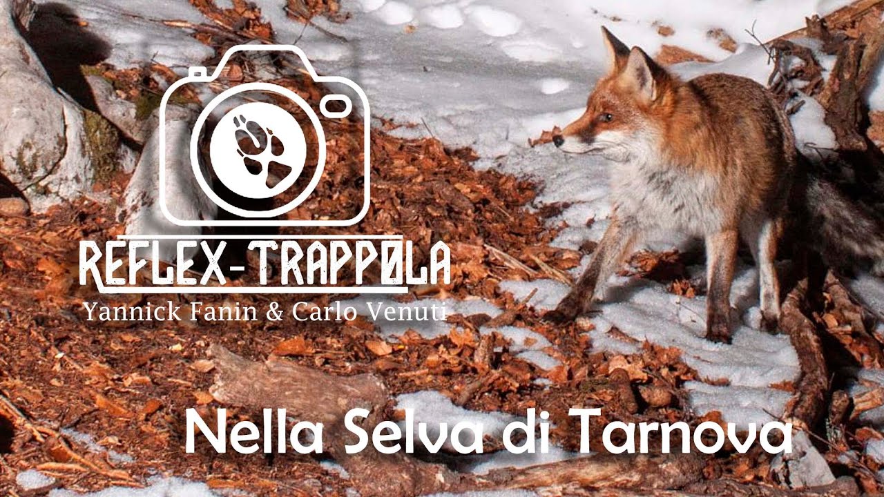 Fototrappolaggio Reflex: Episodio 3: Camtraptions nella selva di Tarnova
