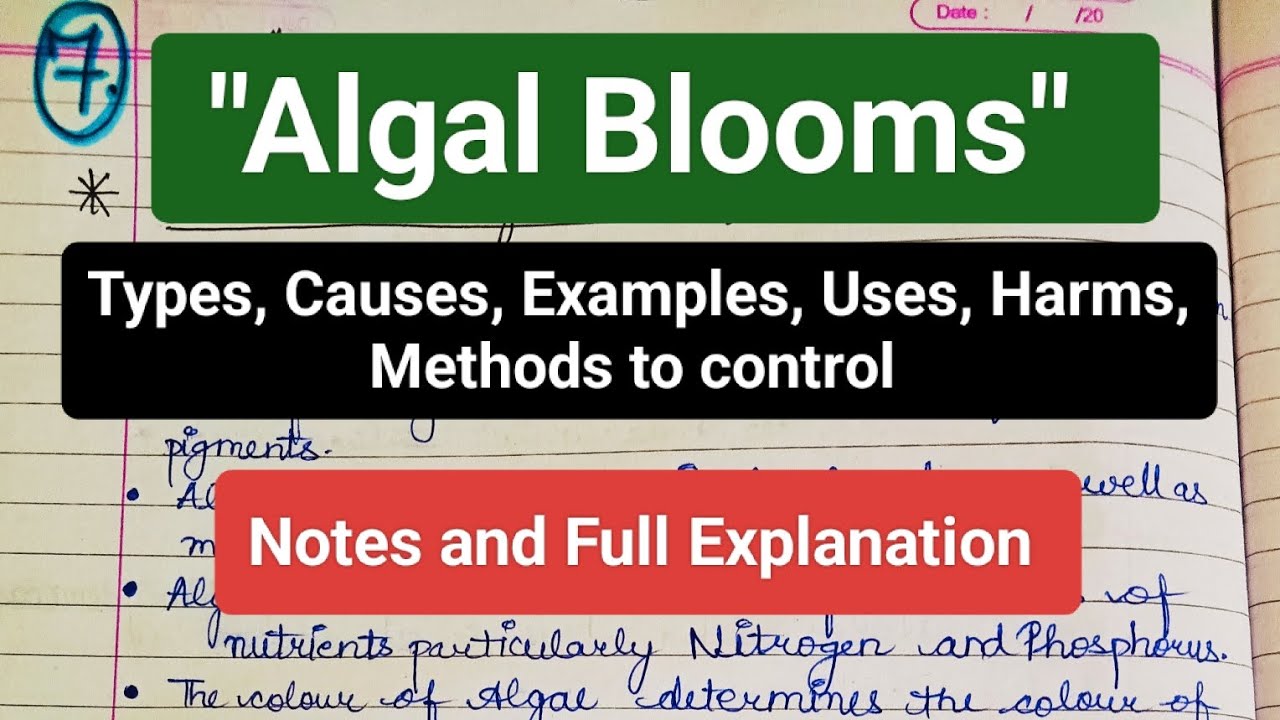 Algal blooms | Types | Causes | Uses | Harms | Methods to control | Examples #mscbotany #bsc #notes