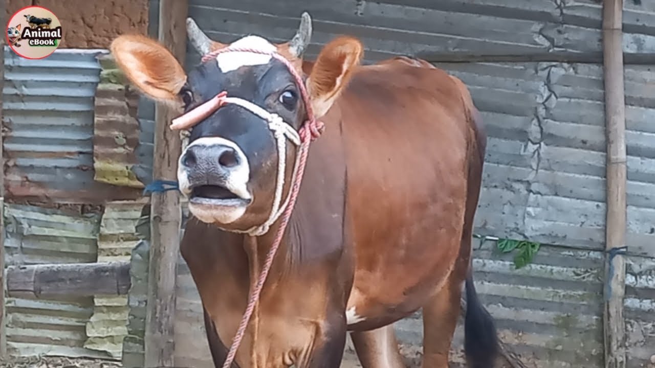 The Science Behind Cow Sounds and How They Communicate | Animal eBook