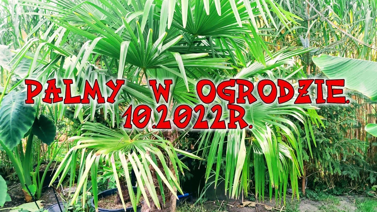 Palmy w ogrodzie. Daktylowiec, trachycarpus, waszyngtonia, yucca rostrata. Październik 2022r.