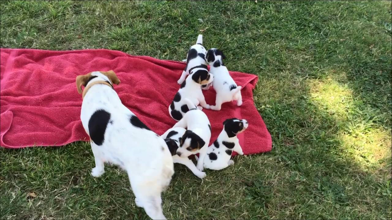 Jack Russell Terrier Puppies - first time outside