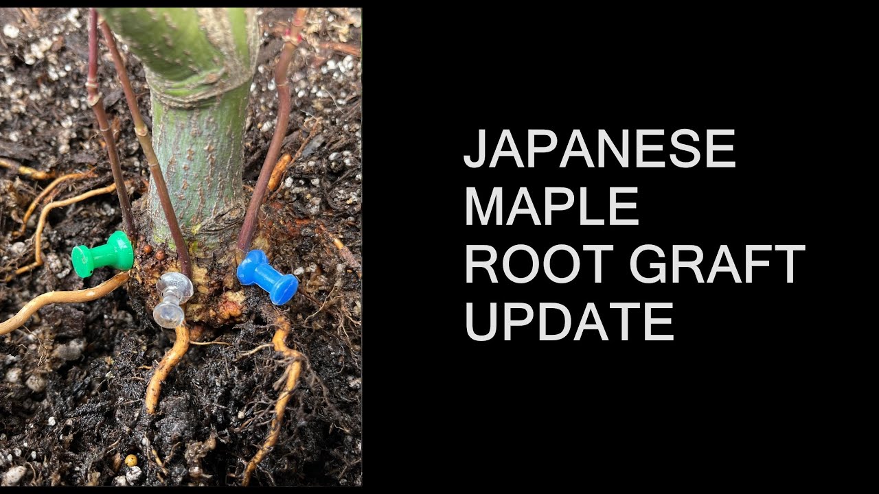Japanese Maple Root Grafting (Update 1)