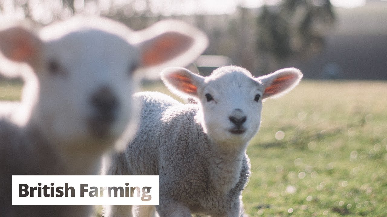 British Farming | The Calm Before the Lambing