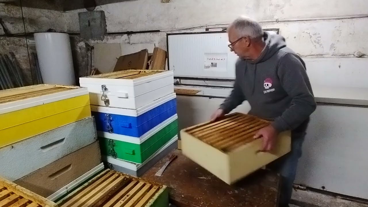 ABEJAS 🐝🐝🐝 CONGELANDO CERAS 🐝🐝