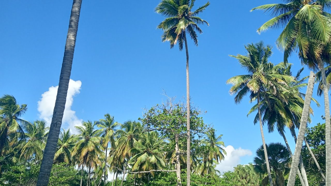 La Mata De Coco M&aacute;s Grande