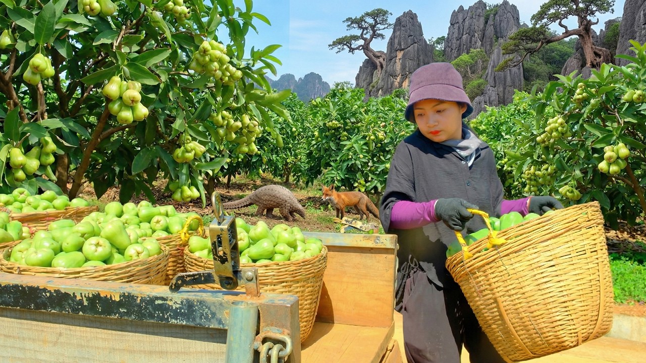 Harvest A Cart Of Green Plum To Sell At The Market – Build A Trellis For Tomato - Farm Life