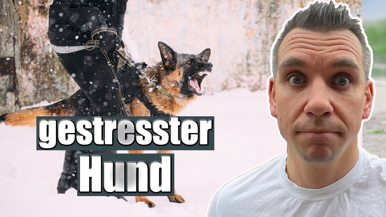 Ständiger Stress: Rasseproblem oder falsche Kommunikation?
