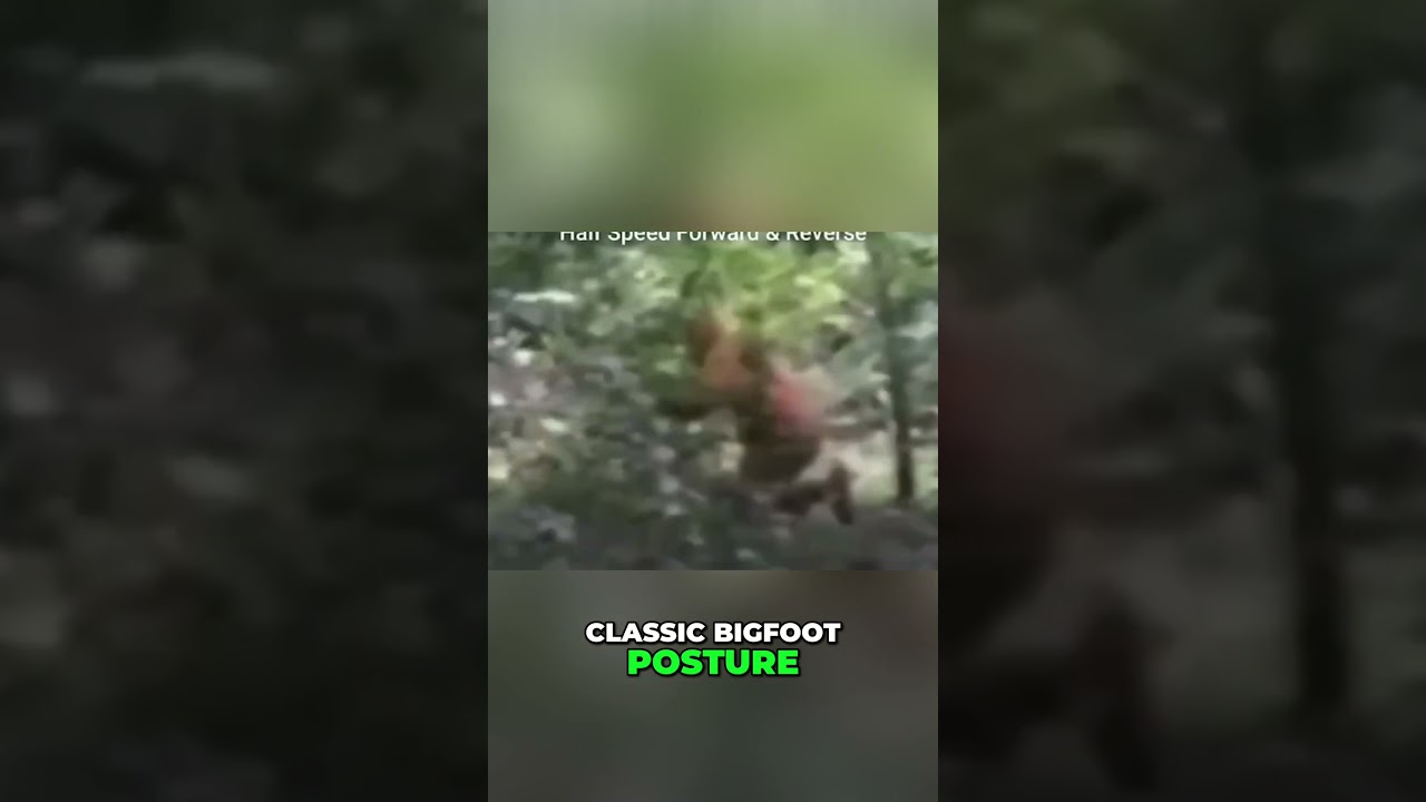 Бигфут попал в объектив камеры в таёжном лесу! Реально или подделка?