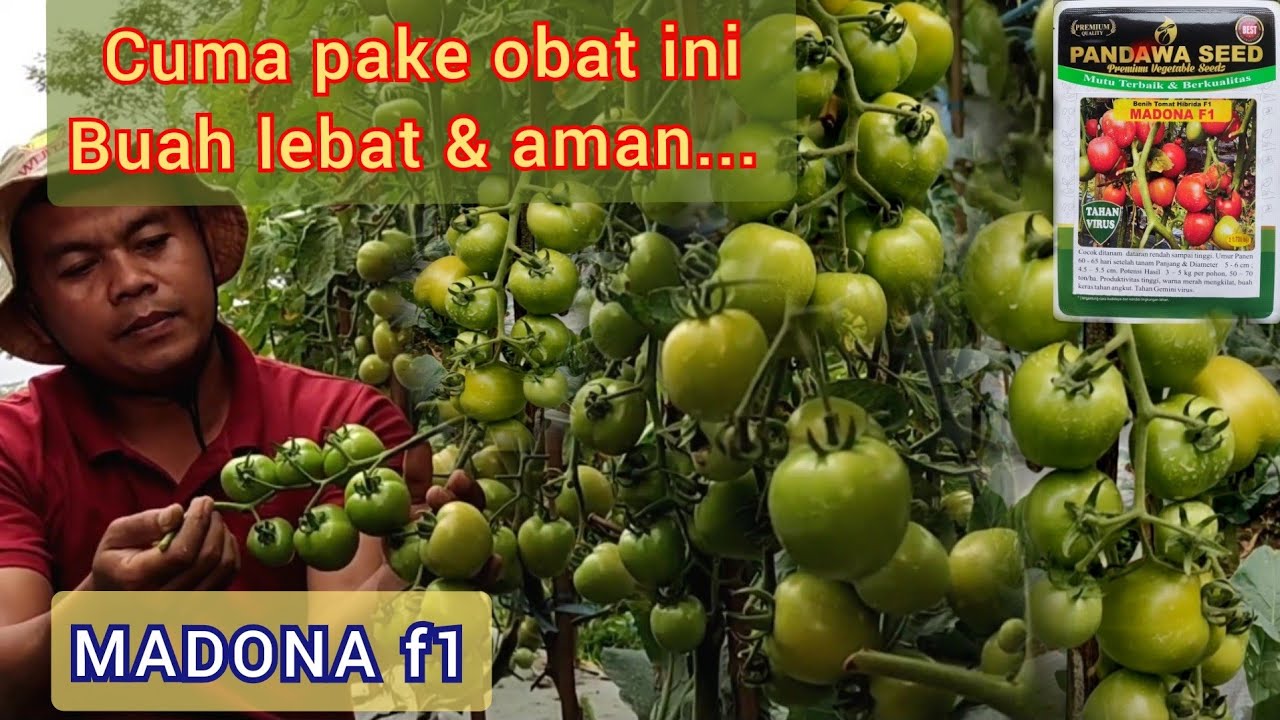 Tomat tahan virus f1