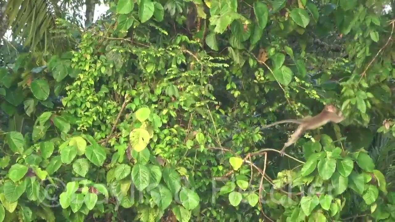 Long Tailed Macaques, Malaysia. 20220513_073743.uhd