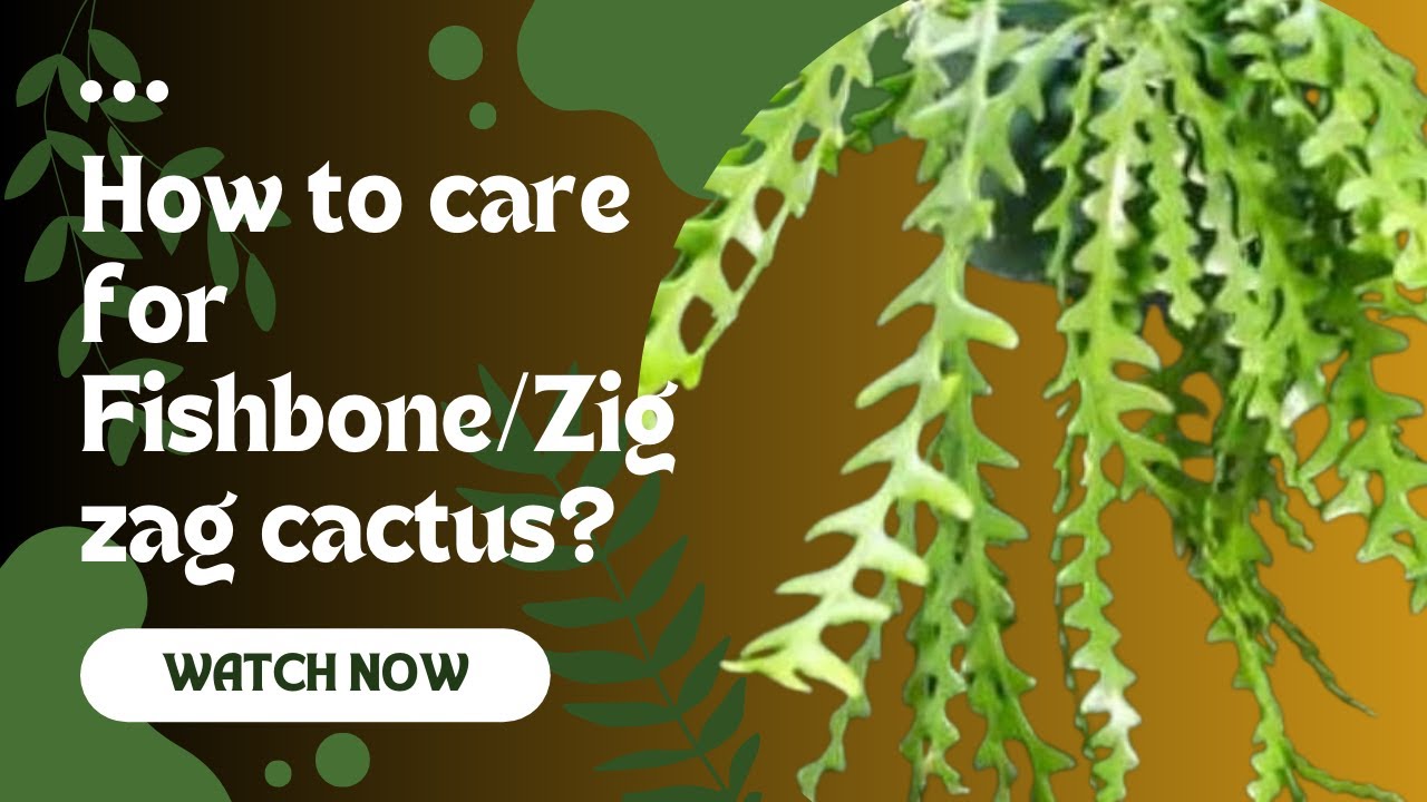 The Ultimate Beginner's Guide: Nurturing Your Fishbone/Zigzag / Ric Rac Cacti