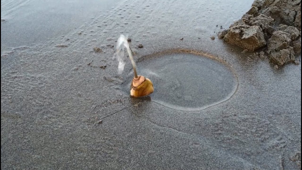 Digging and Cleaning Razor Clams