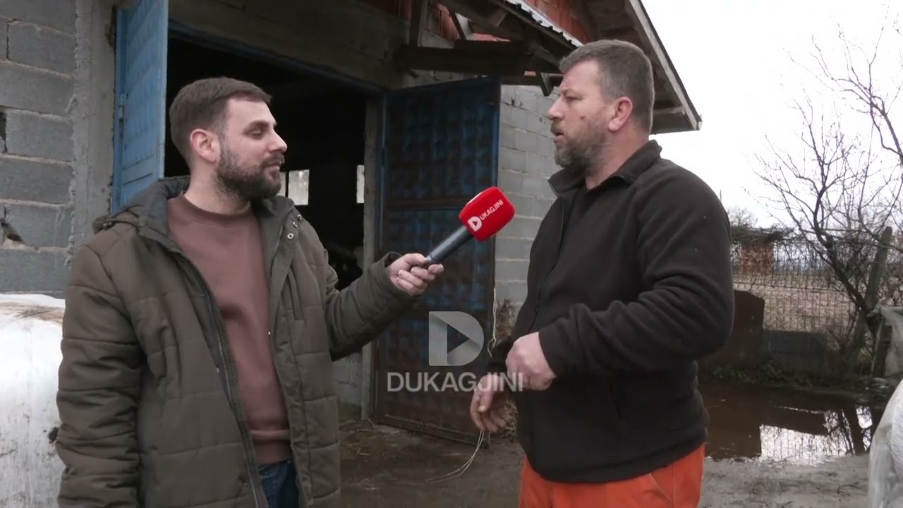 “Çmimi i lopës dikur ka qenë 1500 euro …” //Lutfi Kodra flet për çmimin e lopëve. SA KUSHTOJNË SOT?