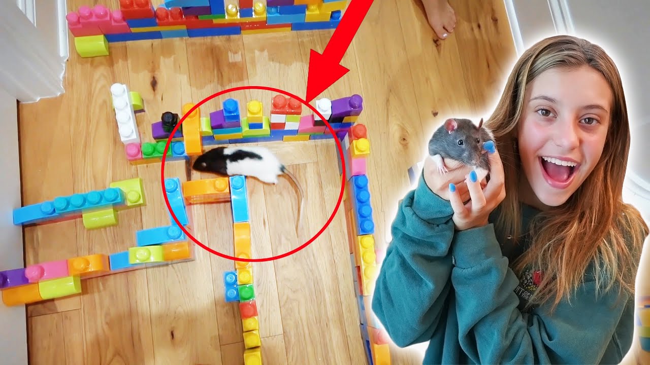 MAZE AND BALL PIT OBSTACLE COURSE FOR MY PET RATS!!