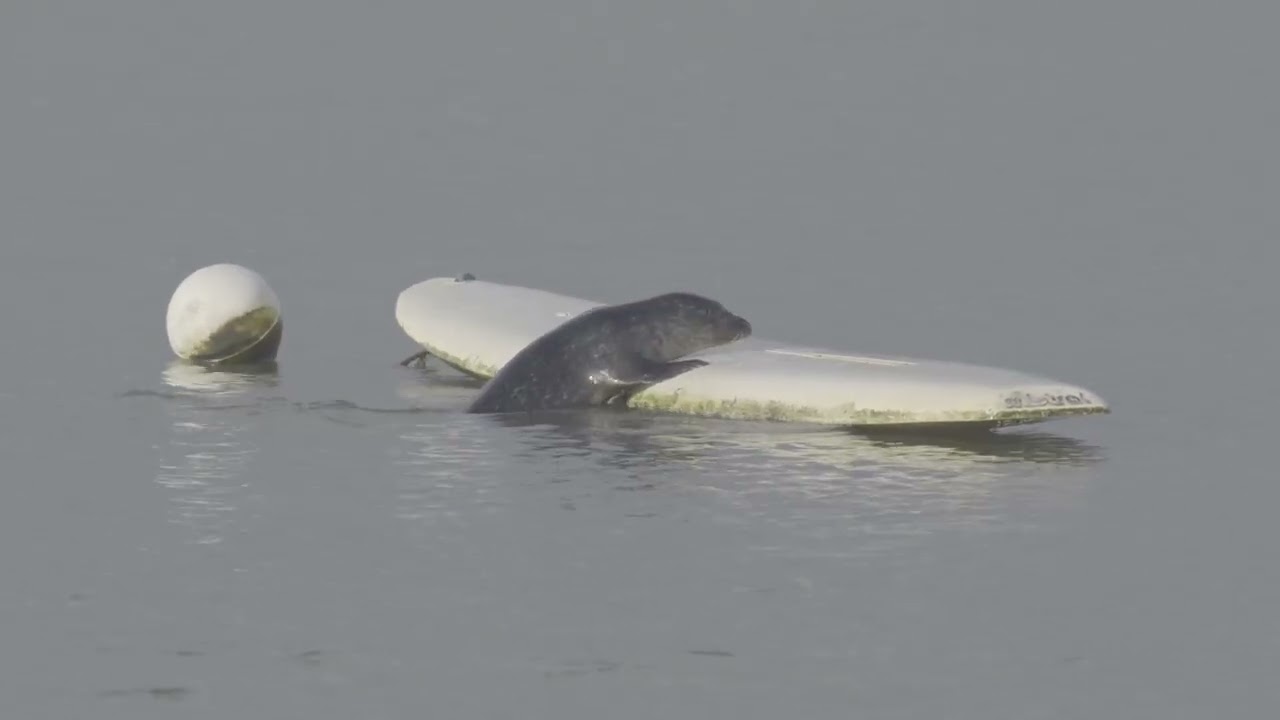 Incredible Moment Surfing Seal Crawls Onto Board