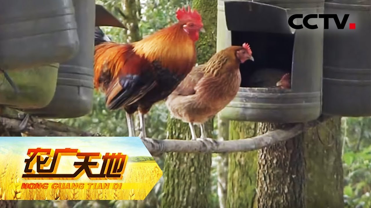 《农广天地》 巧养山鸡劈开生财路 20180619 | CCTV农业