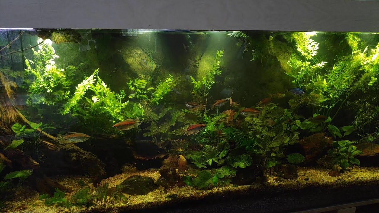 Jak funkcjonuje moje akwarium Low-tech 840l, cała technika jaka znajduje się w moim akwarium