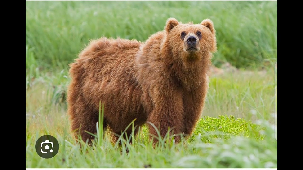 We're going on a Bear hunt