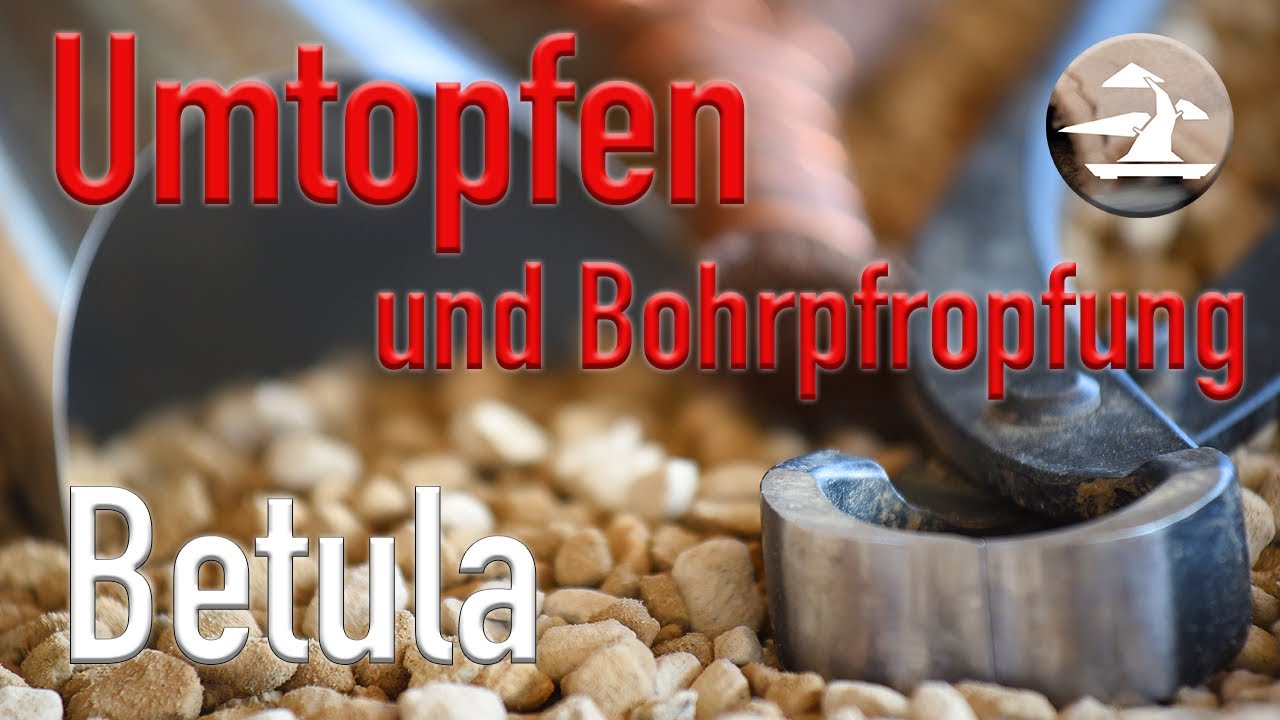 Die Birke wird umgetopft und in diesem Zuge mache ich bei Ihr auch eine Bohrpfropfung derÄste!