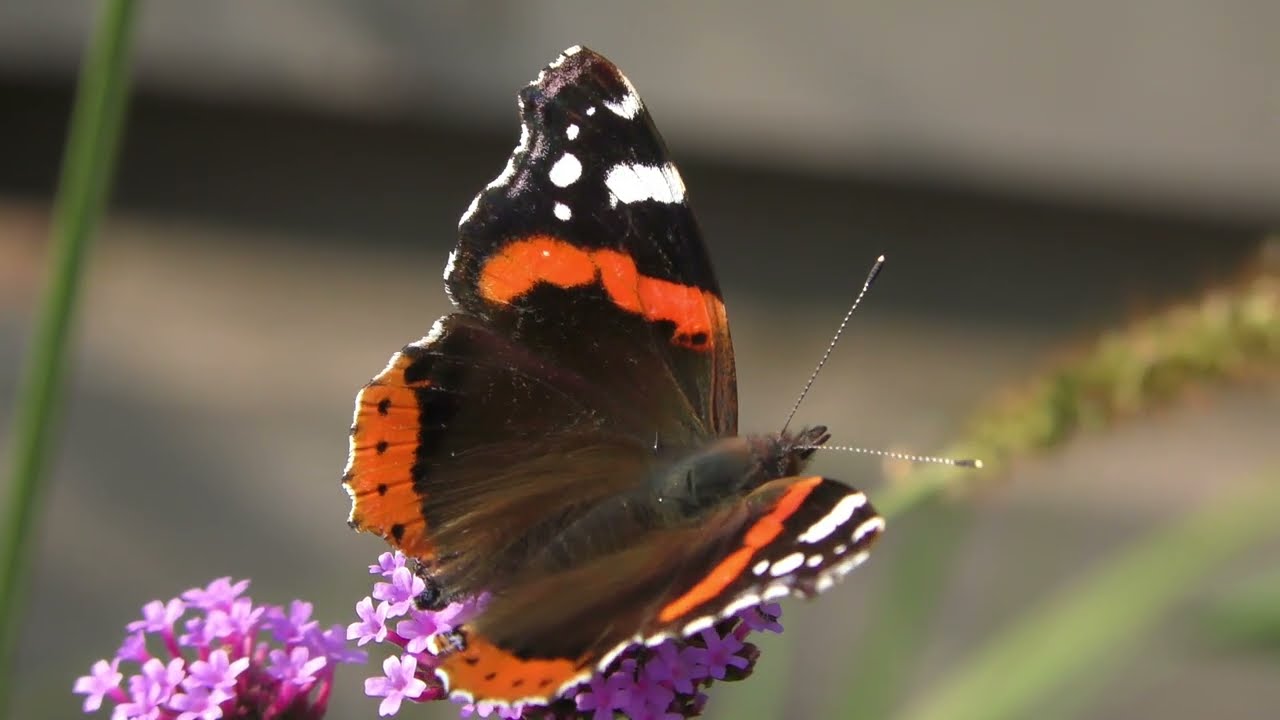 Animal life in our garden ( dierenleven in onze tuin)