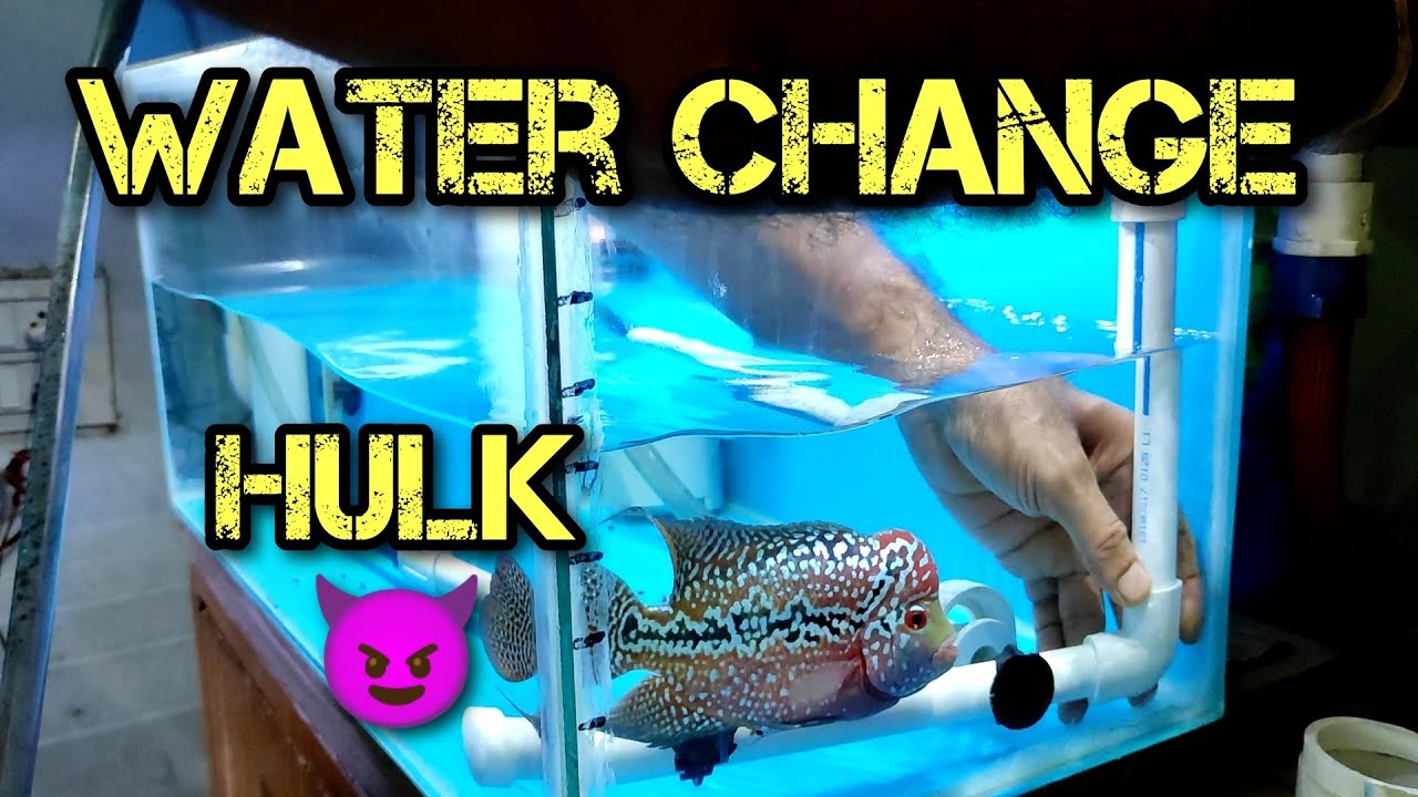 Water Change Of My Both Aquariums || Importance Of Water Change 👍😊