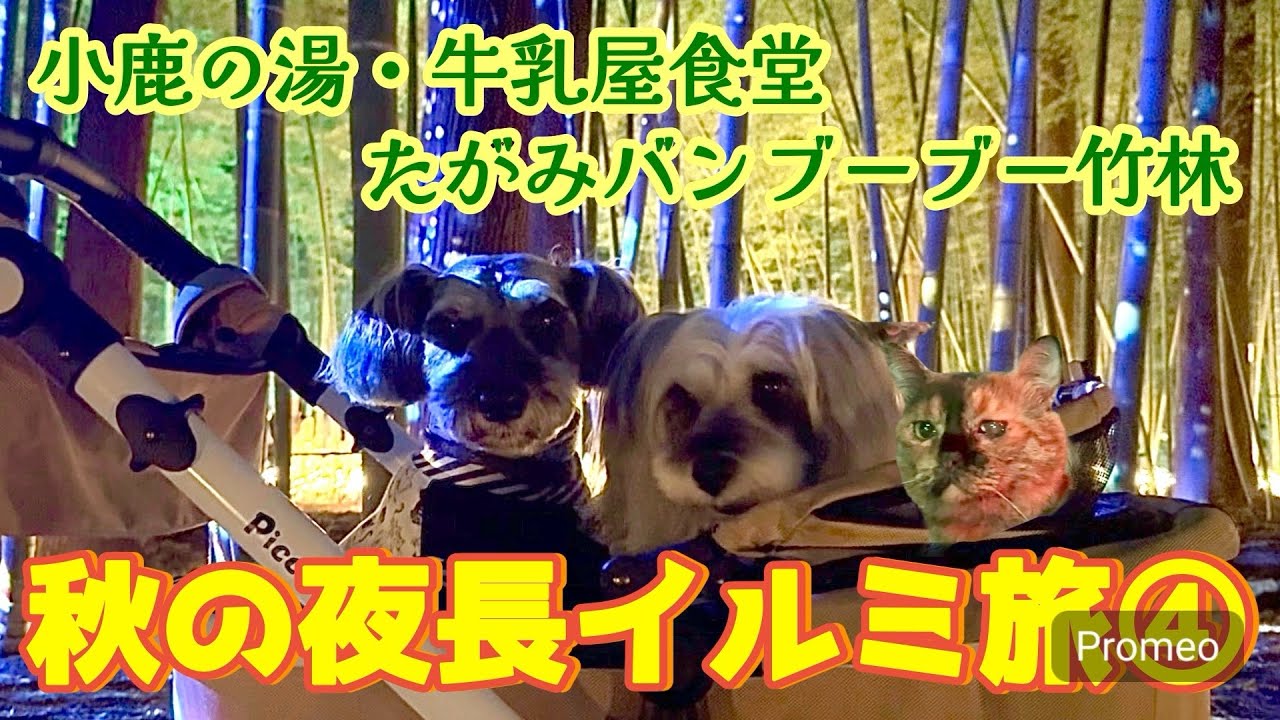 【夜遊びツアー/新潟県】犬と猫とわたしの車旅〜小鹿の湯と牛乳屋食堂とたがみバンブーブー〜