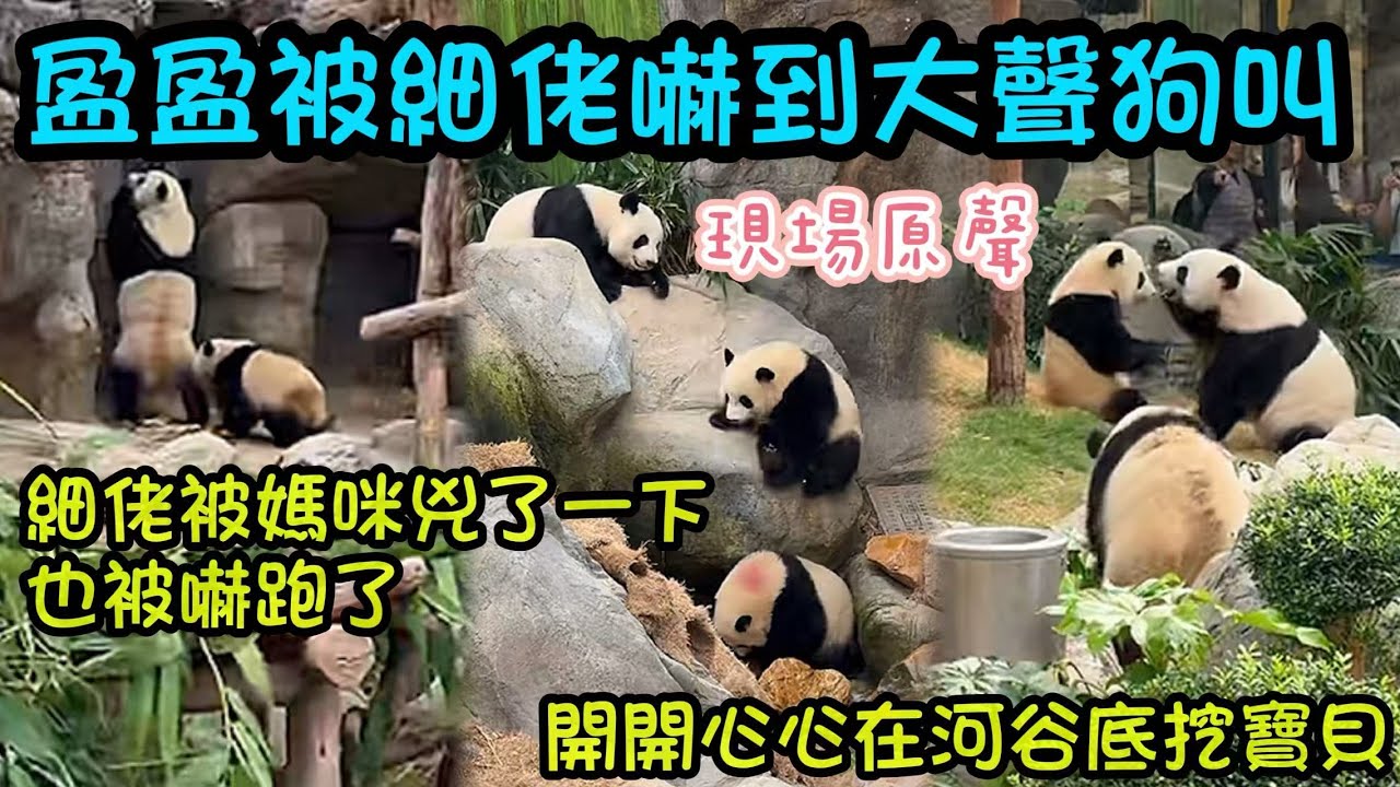 細佬衝撞媽咪，嚇到媽咪大聲狗叫，細佬也被媽媽兇了一下嚇跑回到爬架  ，掉進水潭裡，乾脆挖挖寶貝#大熊貓加加得得  #大熊貓家姐細佬 #大熊貓盈盈