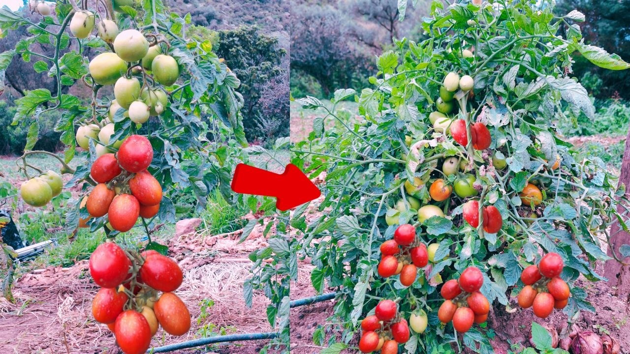 🔴EXPERIMENTO Podar o No Podar Tus Tomateras &iquest;Cu&aacute;l produce mas?
