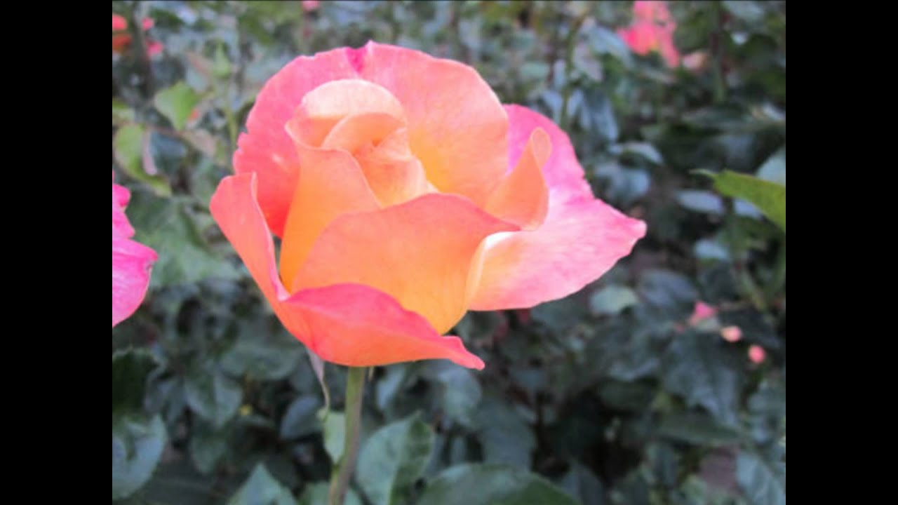 Jesus, Rose of Sharon