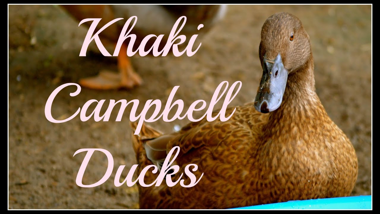 Our Khaki Campbell Ducks~