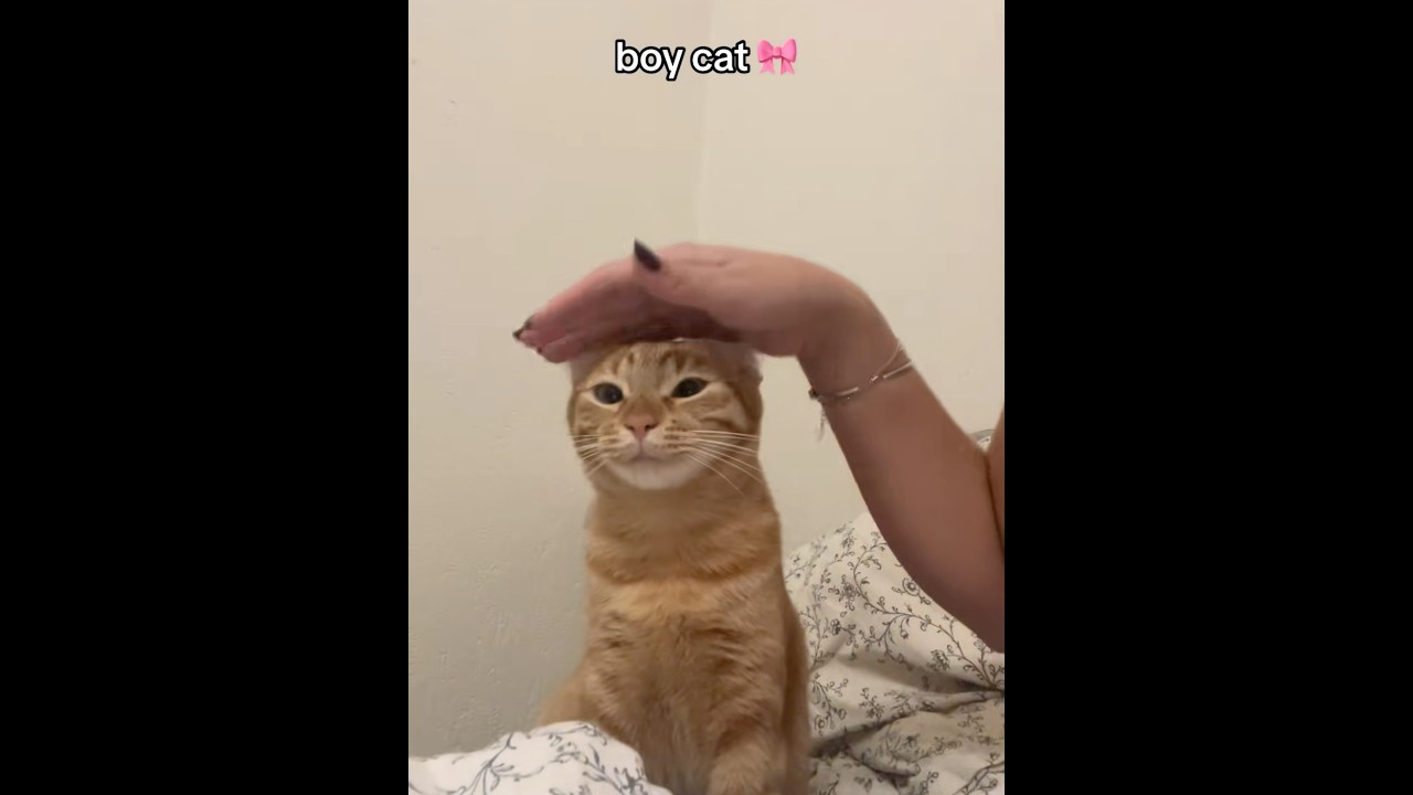 POV:You have a boy cat #cat #boy