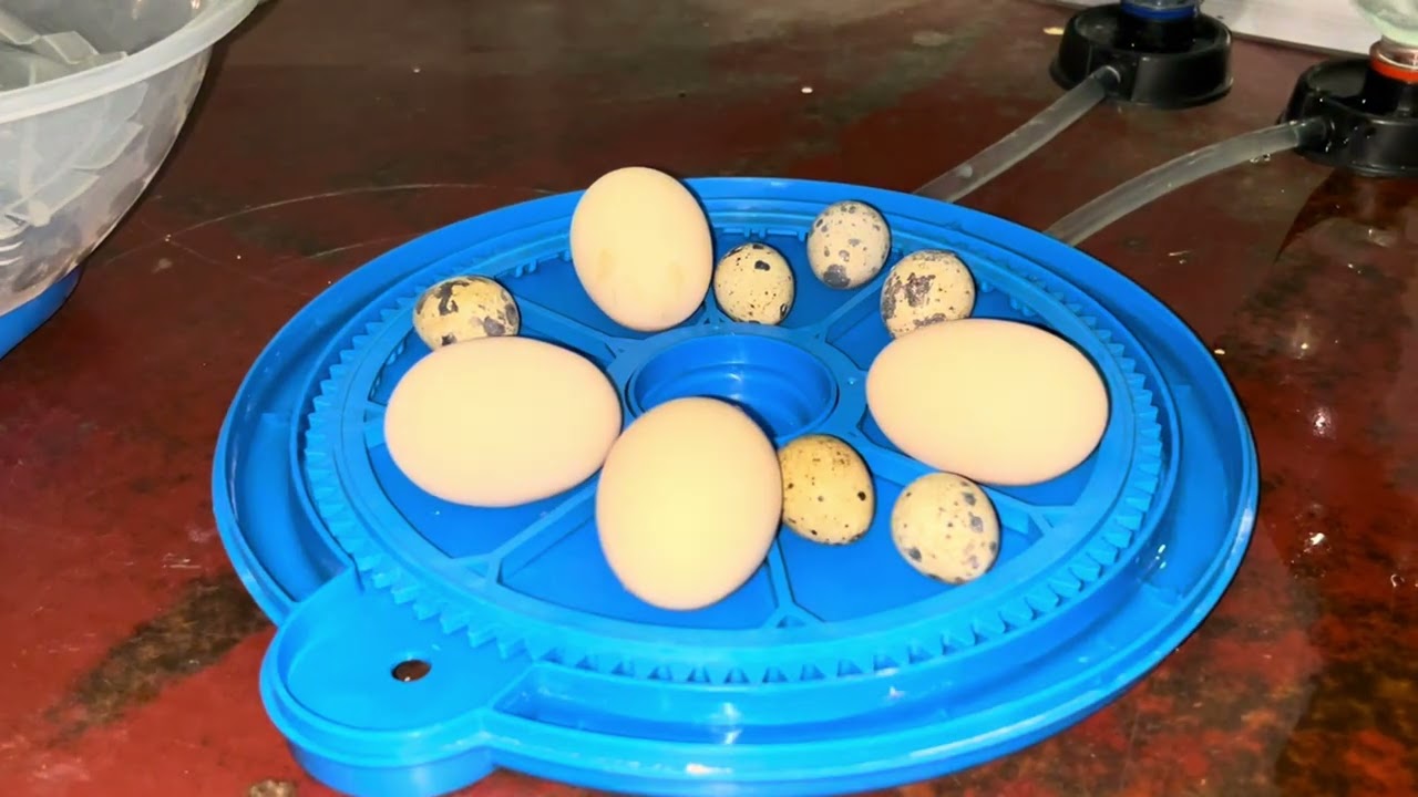 Incubator Setup Again | Eggs Set for Hatching 🥚 | Bater Ke Eggs Ki Hatching Shuru Kar Di