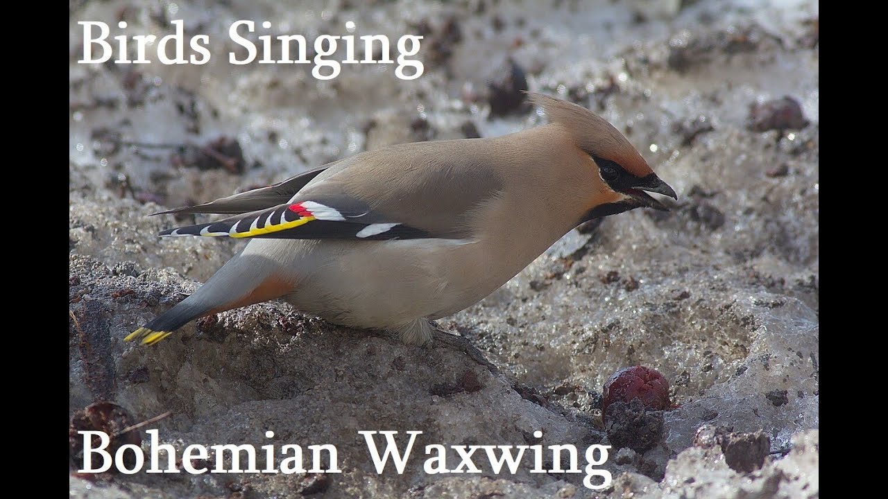 Birds Singing - Bohemian Waxwing - Sounds of Nature