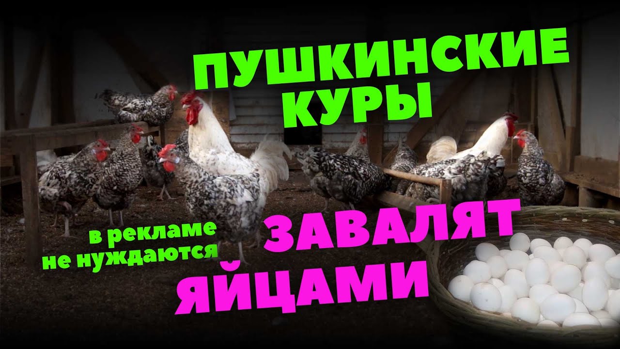 Пушкинские куры достойны жить в вашем сарае!