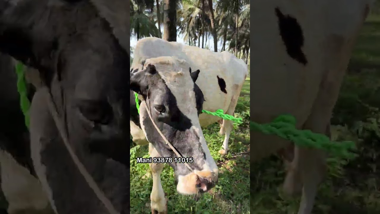ഈ പശുക്കൾ കെട്ട്തറയിൽ പോയാൽ രണ്ട് കമ്മീഷൻ കൊടുക്കണം 