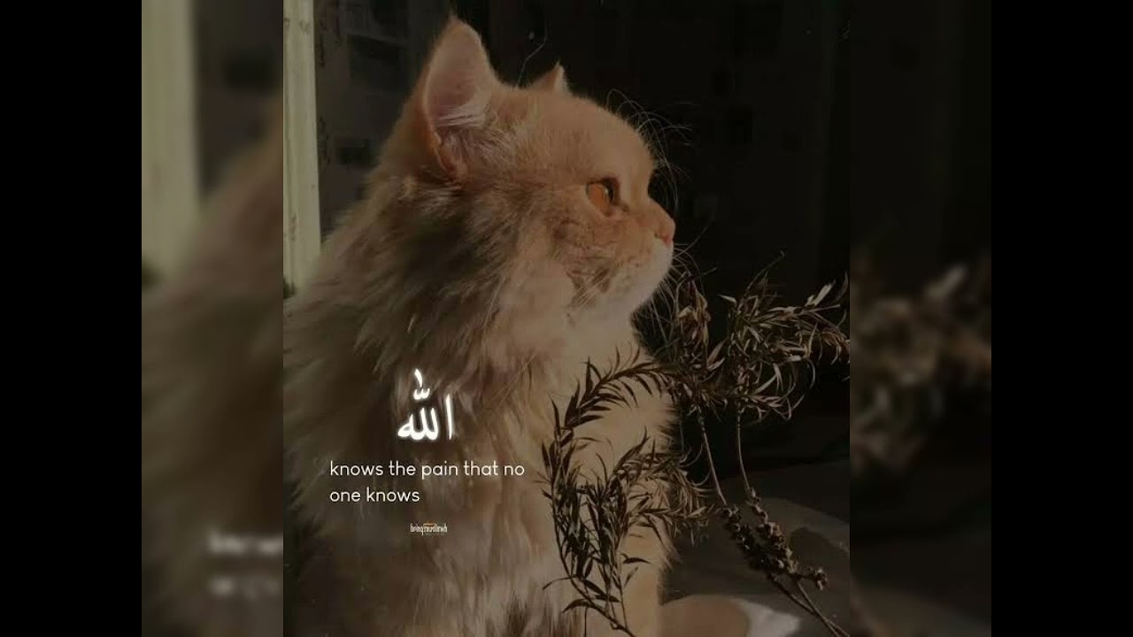 The sins sped up nasheed infinite loop Enjoy 🥰