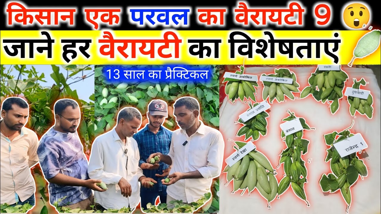 💱13 साल का प्रैक्टिकल टोटल 9 वैरायटी का परवल😲 जानें सभी वैरायटी का विशेषताएं🌱परवल का उन्नत वैरायटी 📈
