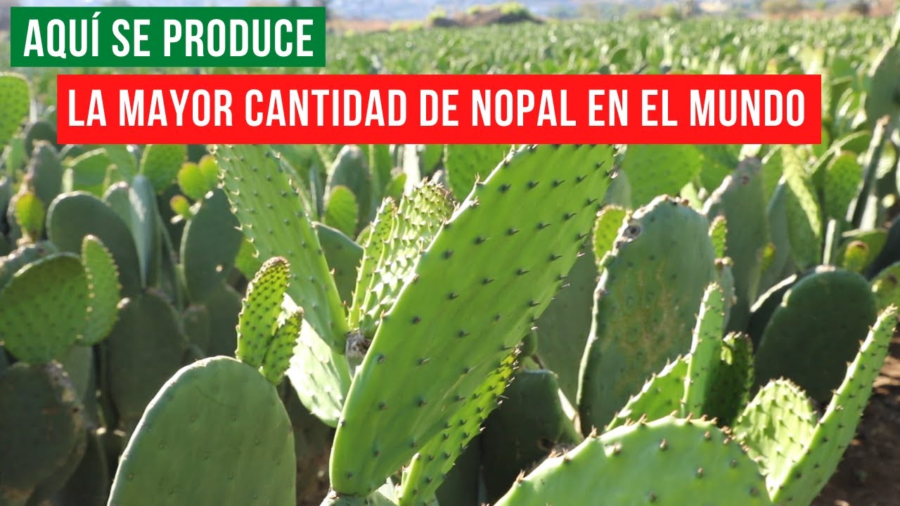 EL MEJOR NOPAL DE MÉXICO | SU LUCHA PARA LLEVARLO AL EXTRANJERO