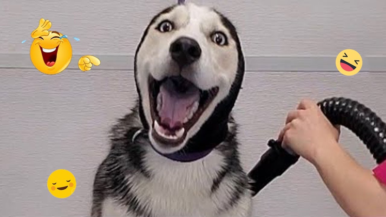 Only 1% Can Keep a Straight Face 😂🐕 Best Funny Dog Moments 2026 #6
